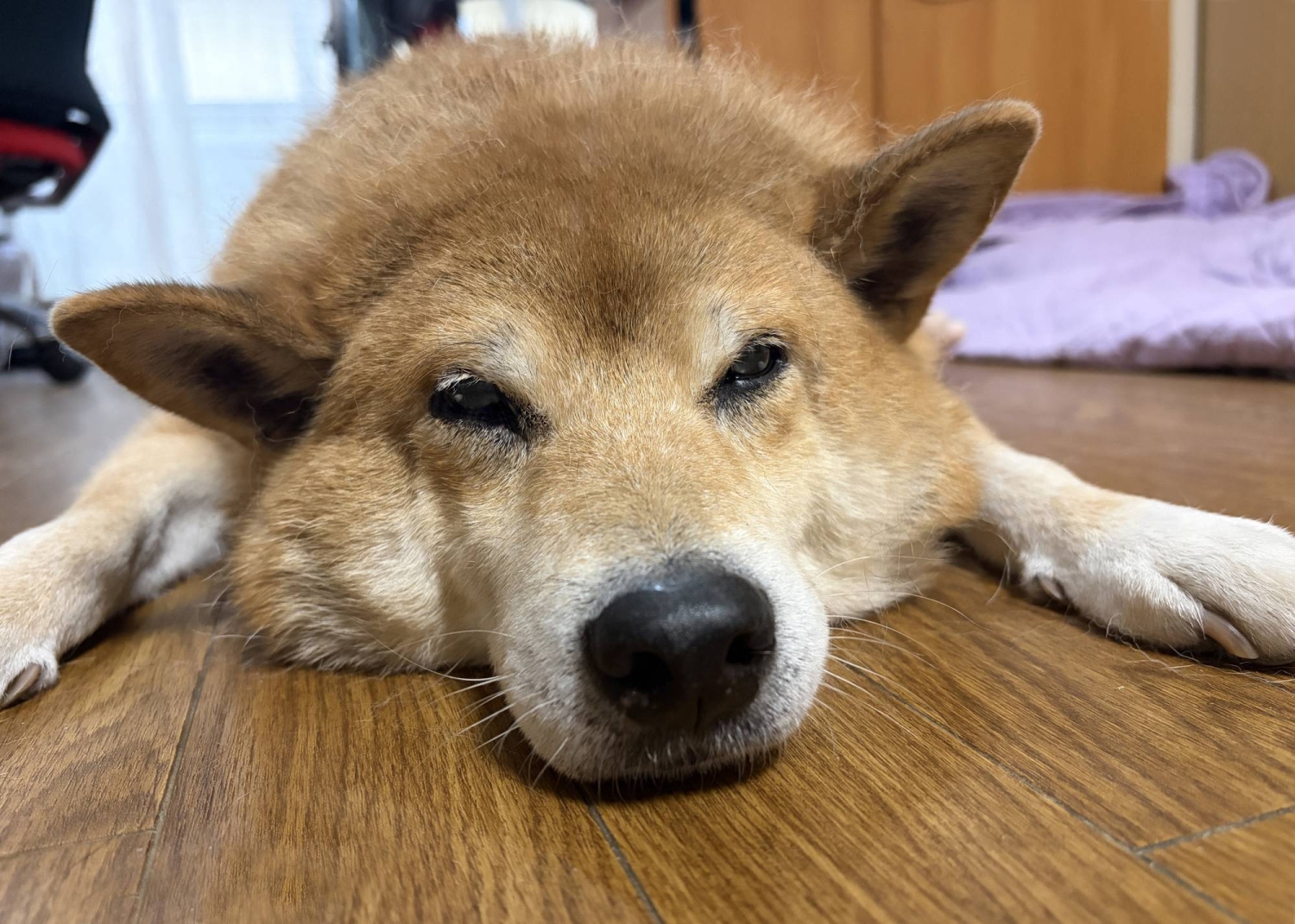 This Shiba is a great dog for the right person