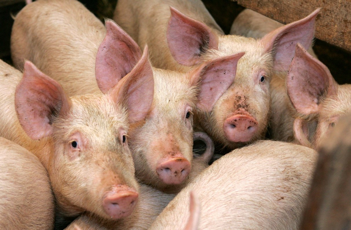 Life returning to normal on Latvian pig farm following outbreak