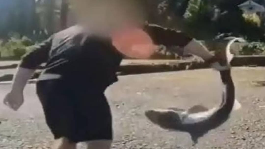 Man arrested after being accused of illegally fishing for rare sharks and wrestling them
