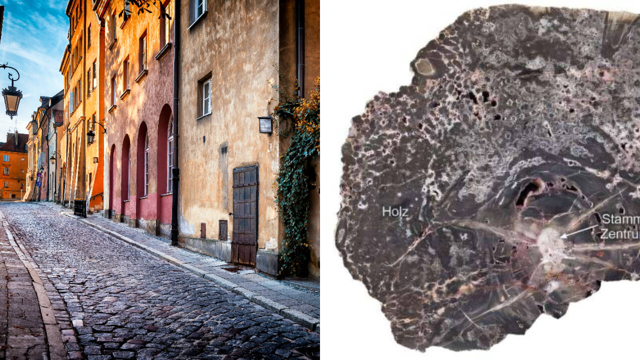 Fossilised wood shows piece of Europe sank 5 km and heated to 240°C