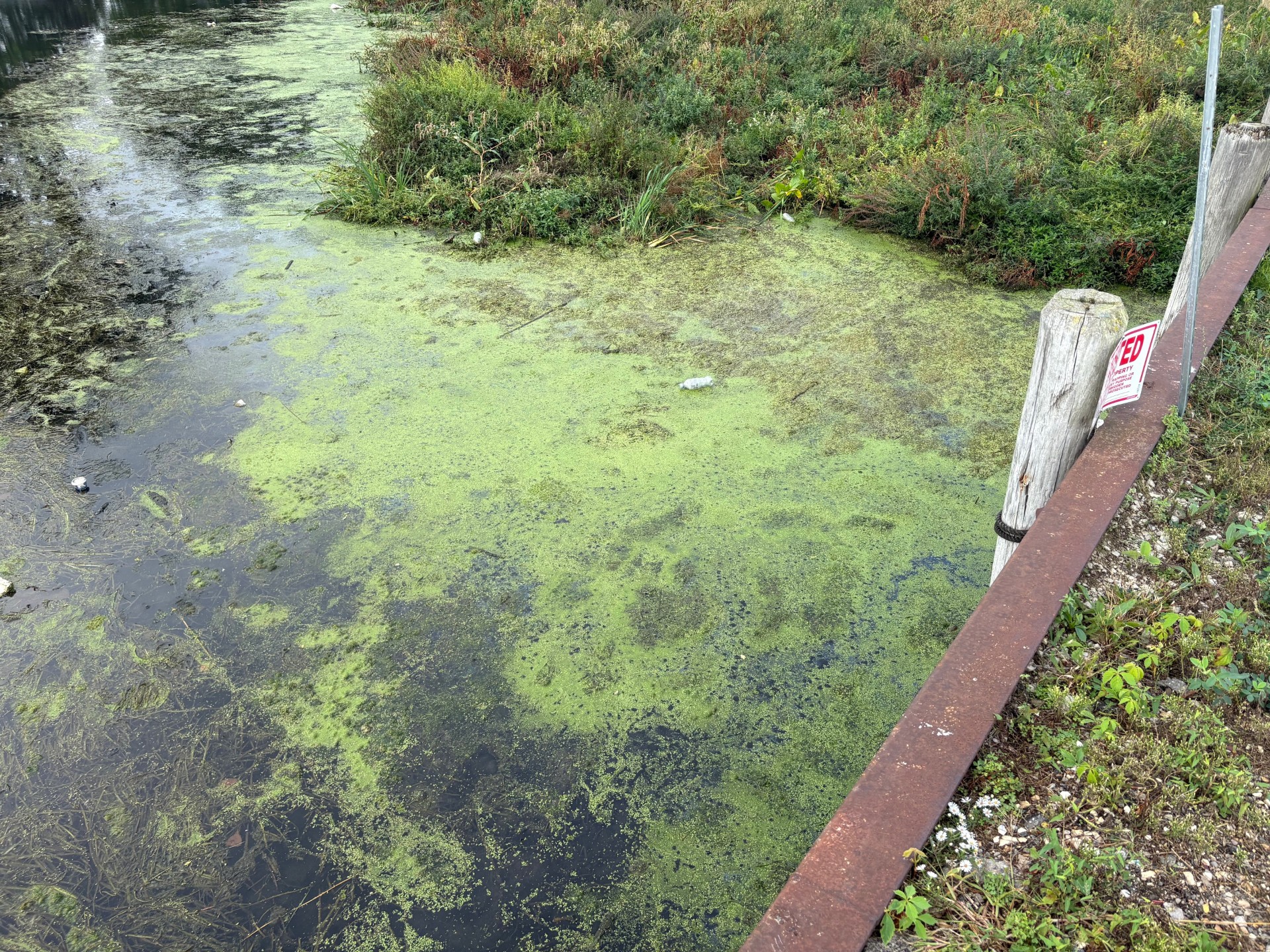 Crews will start removing muck from Lake St. Clair in the fall