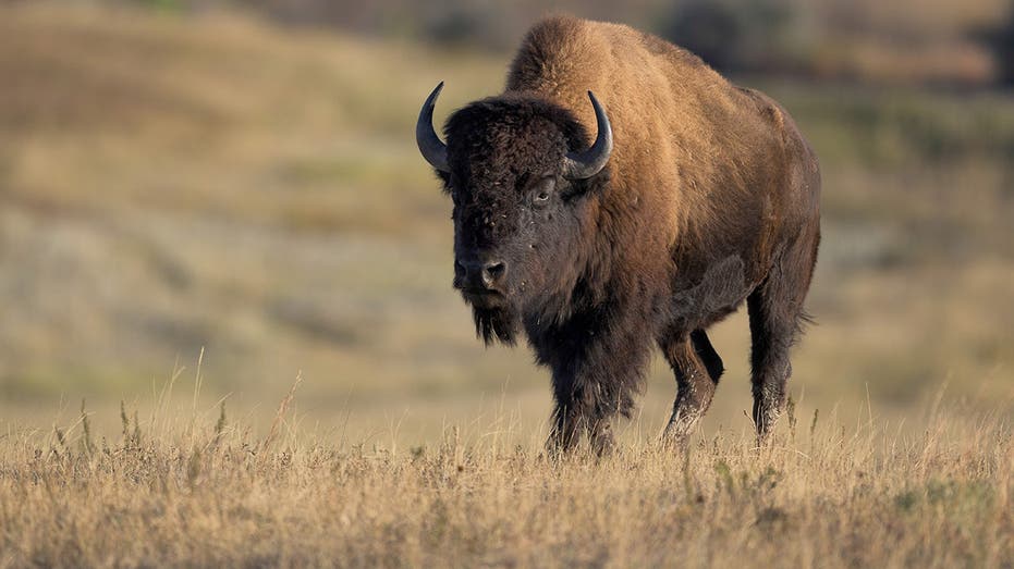 Yellowstone tourists get dangerously close to a resting bison in shocking nature video
