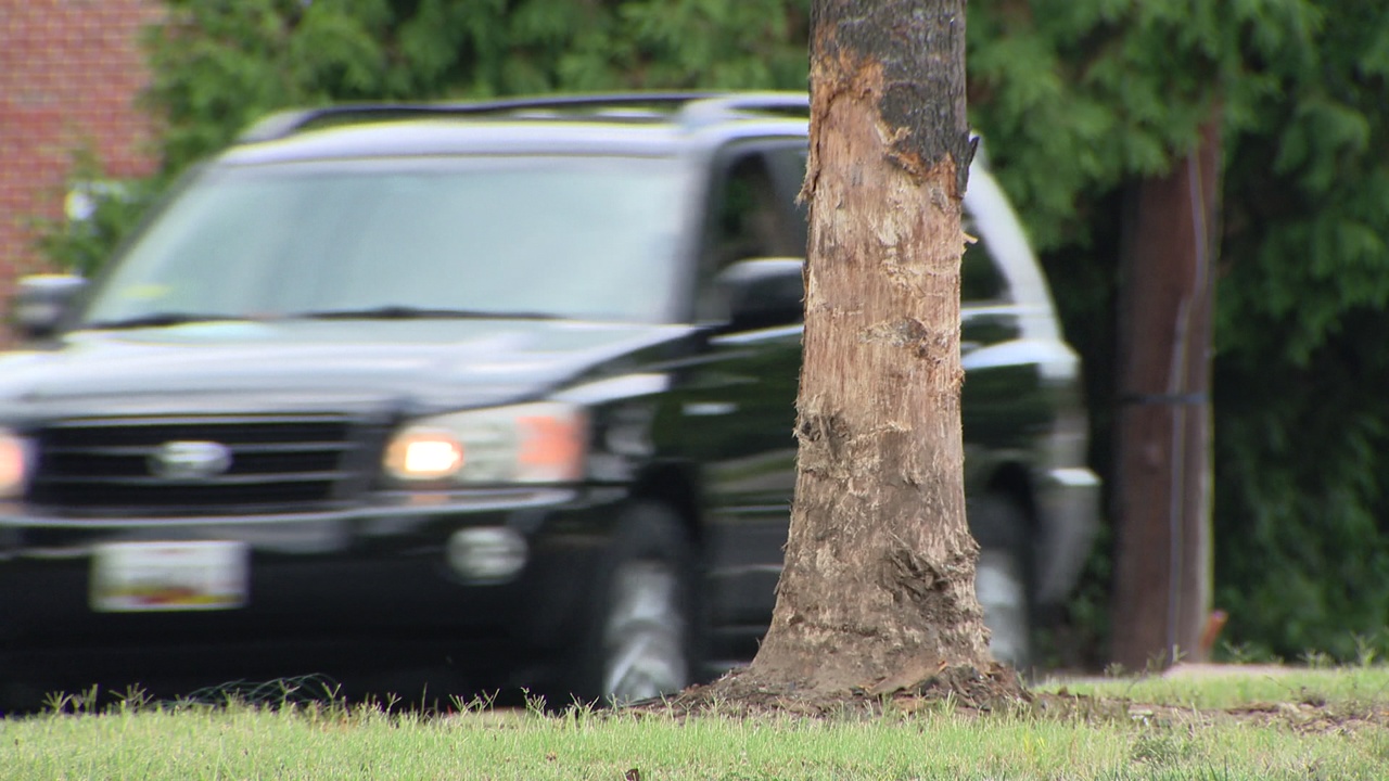 Driver killed after vehicle crashes into tree in Silver Spring