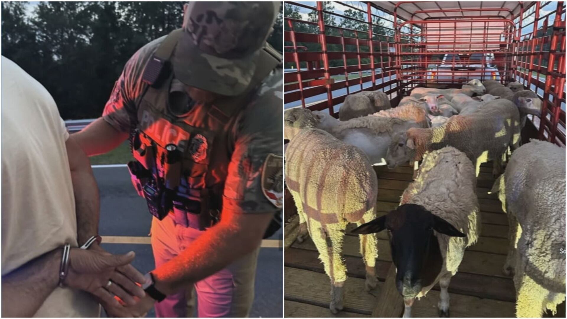 Man accused of violating Florida livestock rules to prevent screwworm spread