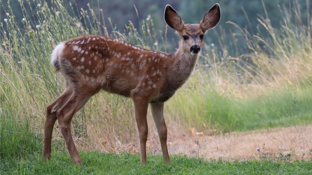 YouTubers sentenced & fined $37k after pleading guilty to 40 deer poaching charges