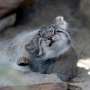 'Grumpy' Pallas kittens on display at Japan zoo