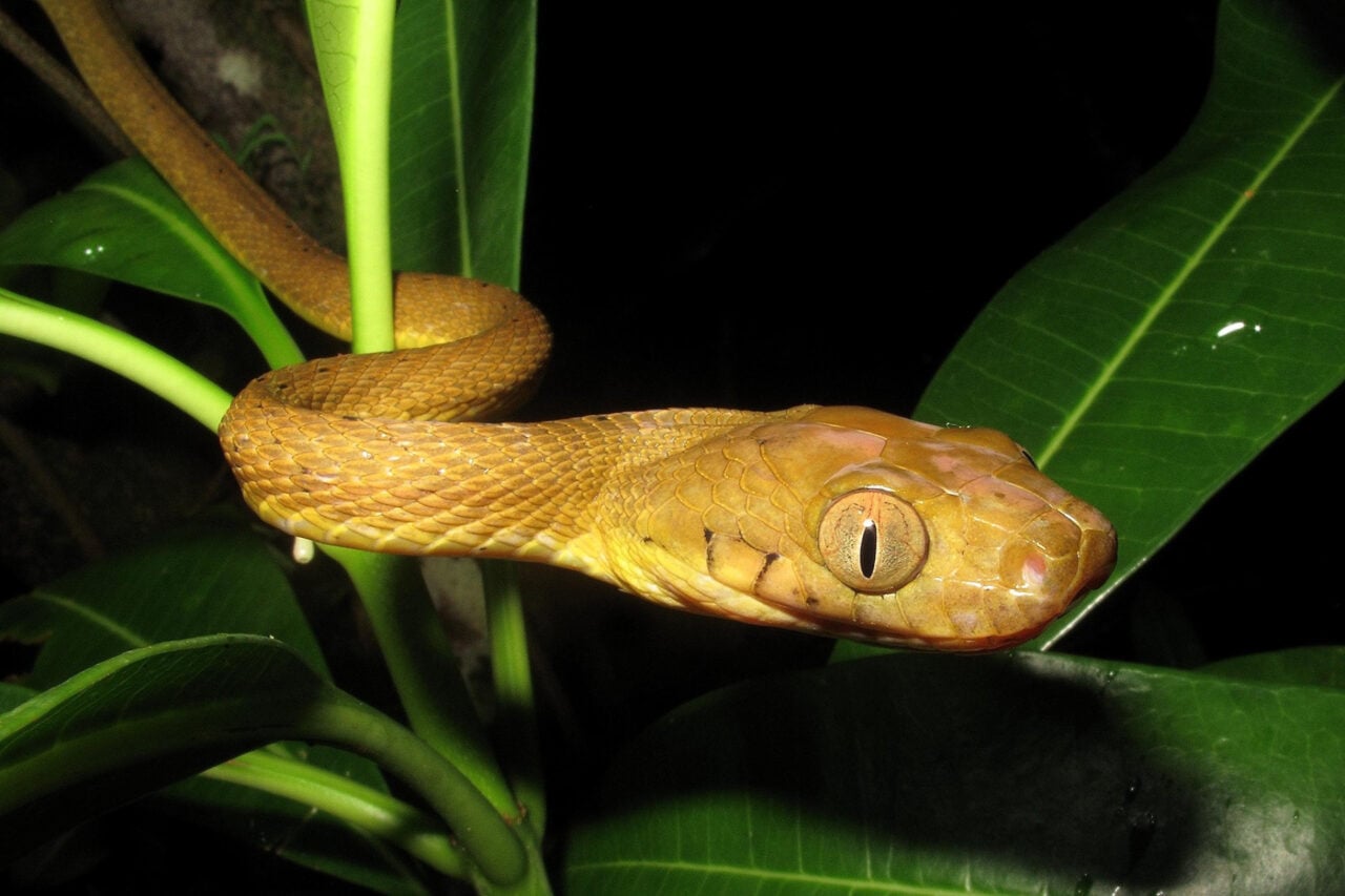 Inbreeding Should Have Slowed Down These Pesky Brown Tree Snakes. Well…