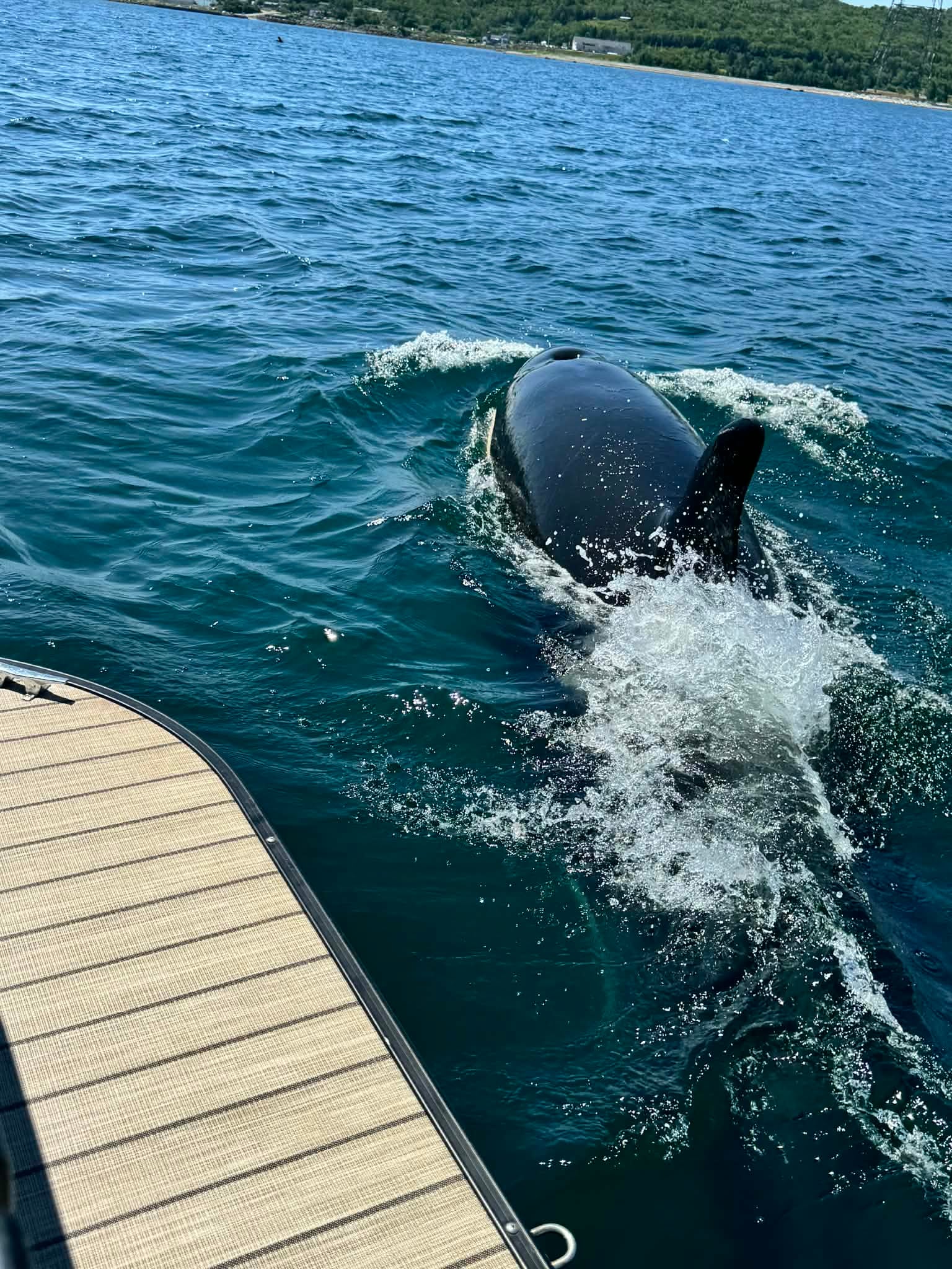Rare sightings of lone killer whale off Nova Scotia