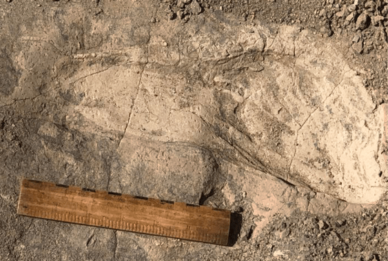 Mysterious Human Relative Was Bigger Than Previously Thought