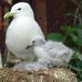 Seabirds trade their own survival to raise more chicks after energy-intensive breeding seasons