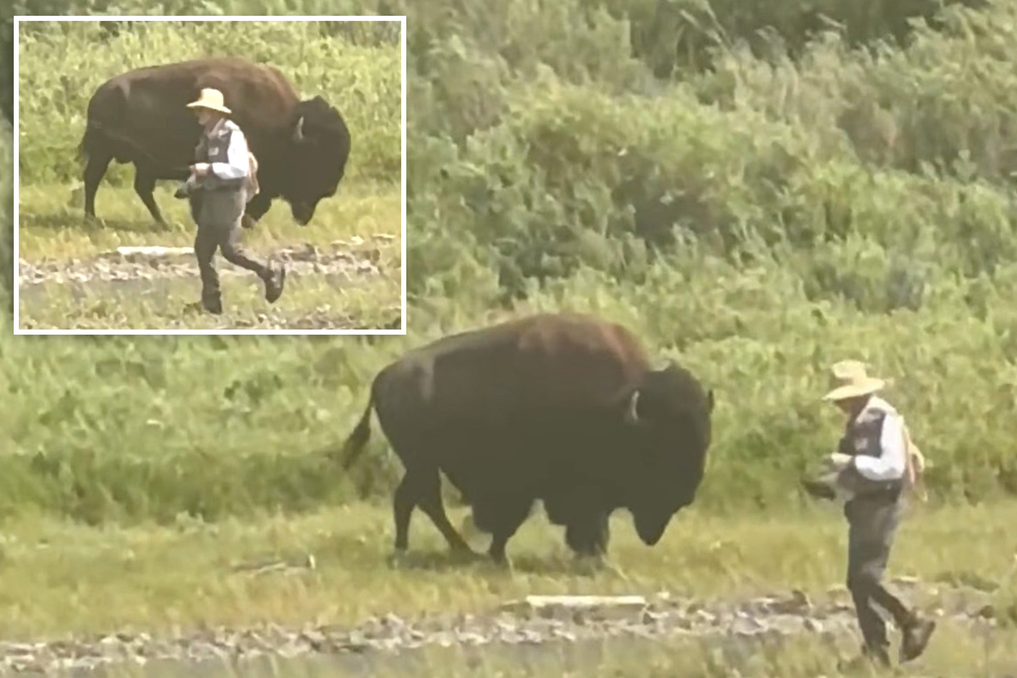 Oblivious Yellowstone fisherman has close call with behemoth bison before wife comes to the rescue