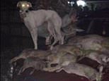 Inside the hare coursing groups where criminals brazenly sell dogs to hunt down and rip animals to shreds - as gangs invade farms and intimidate owners to stage illegal gatherings