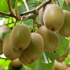Church-backed investor buys Bay of Plenty farm for kiwifruit expansion