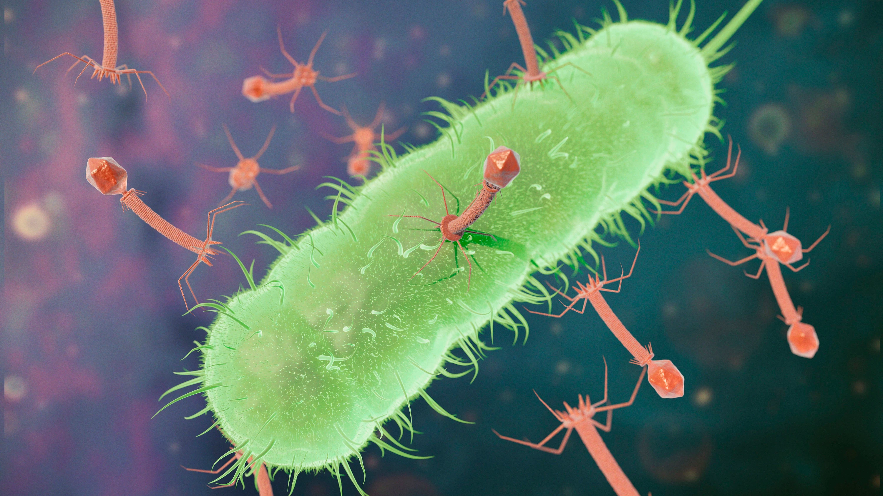 Phagentherapie: Wenn Antibiotika nicht mehr wirken, könnten Viren helfen