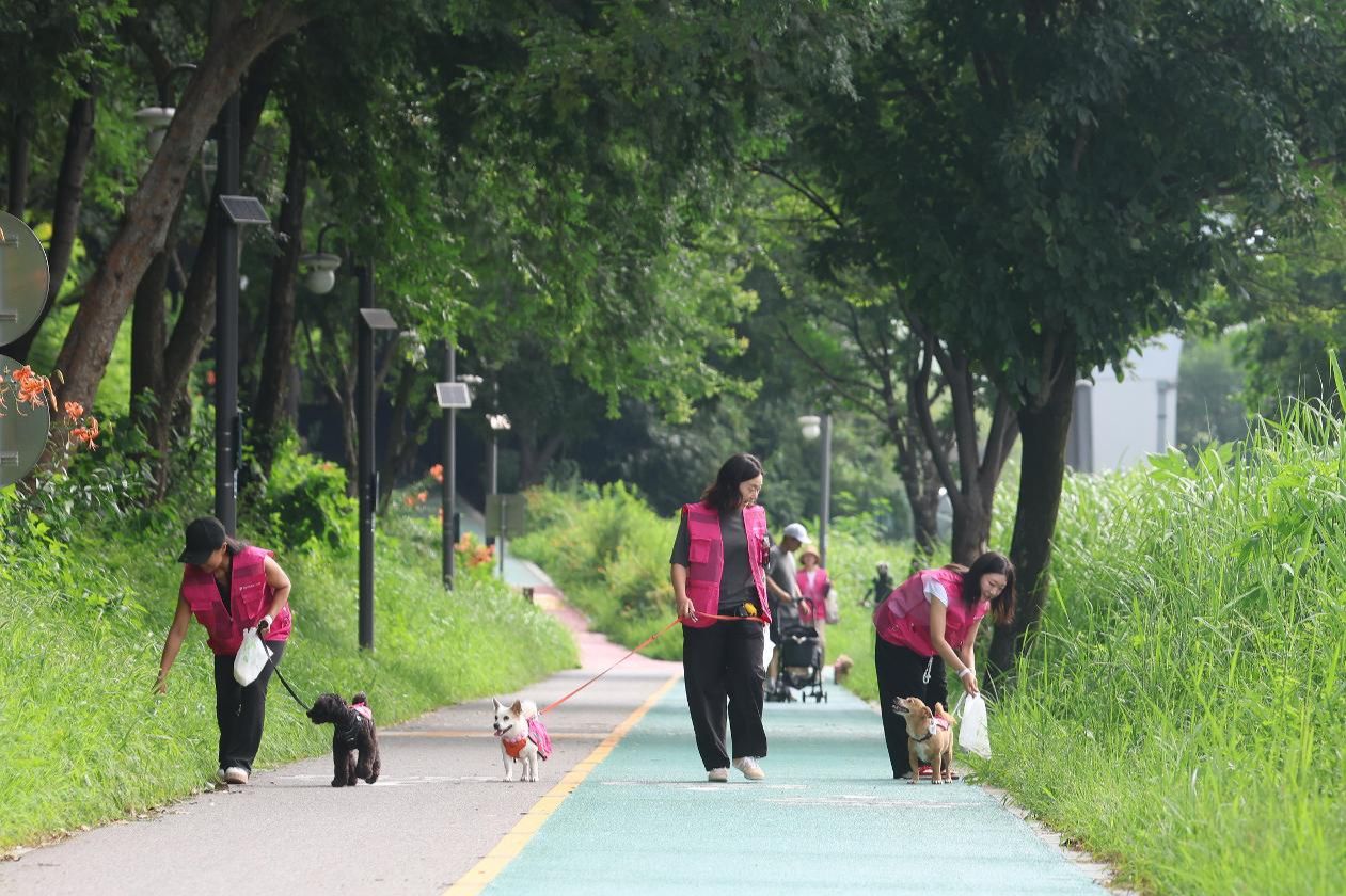 Paws on pavement: Gangnam's pups turn daily walks into litter patrols