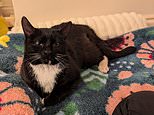 Former solicitor sues RSPCA as she demands it returns body of her disabled cat which died in foster care after being 'rescued' from her in police raid
