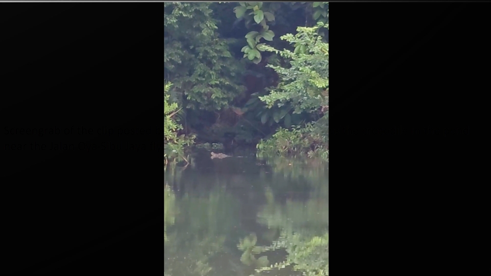 Sarawak crocodile sighting near Sibu flyover sparks public warning