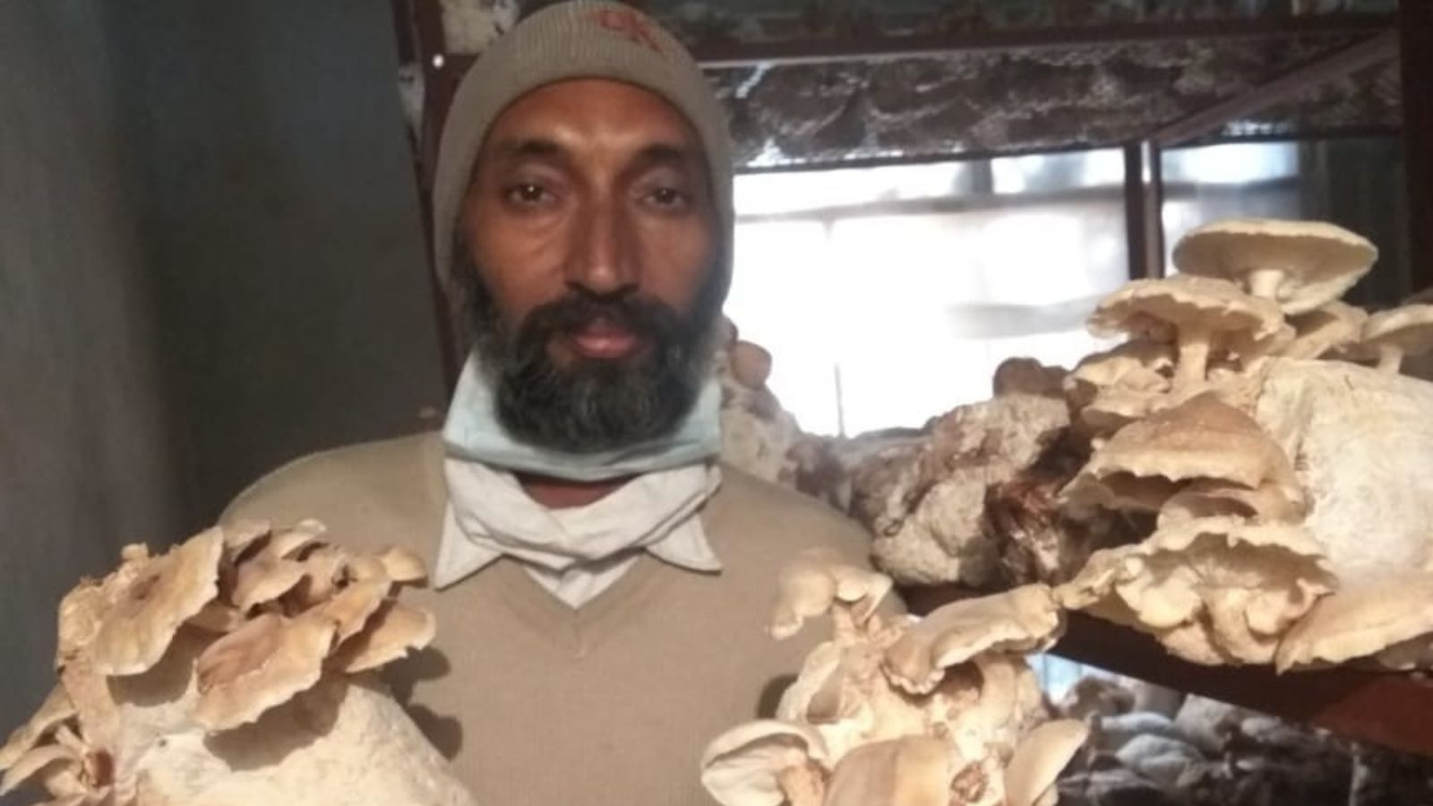 From one kanal to an annual profit of Rs 20L: Haryana farmer’s medicinal mushroom success