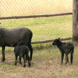 Setomaa farm museum seeking Seto names for three lambs