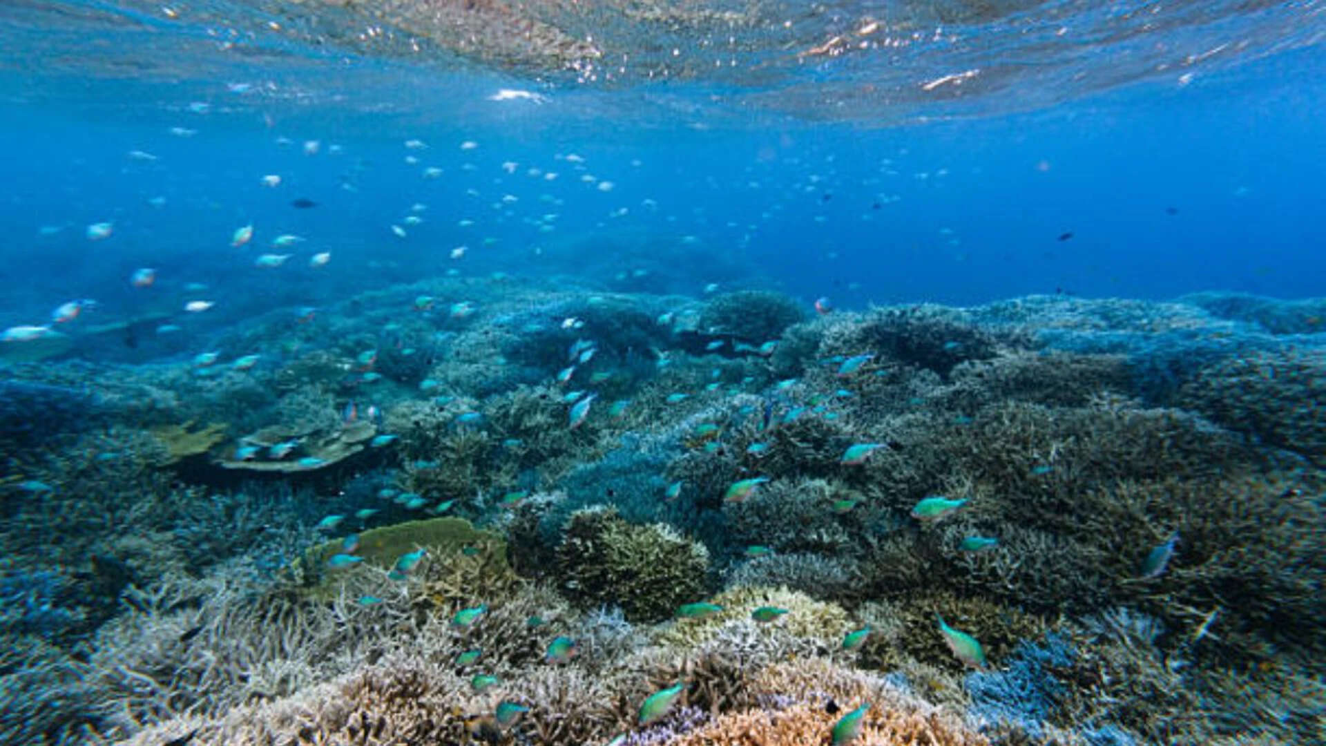 Seawater ‘blood test’ may reveal coral reef damage before it shows