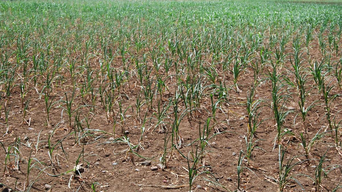44% rainfall deficit hits Shivamogga; only 28% sowing completed
