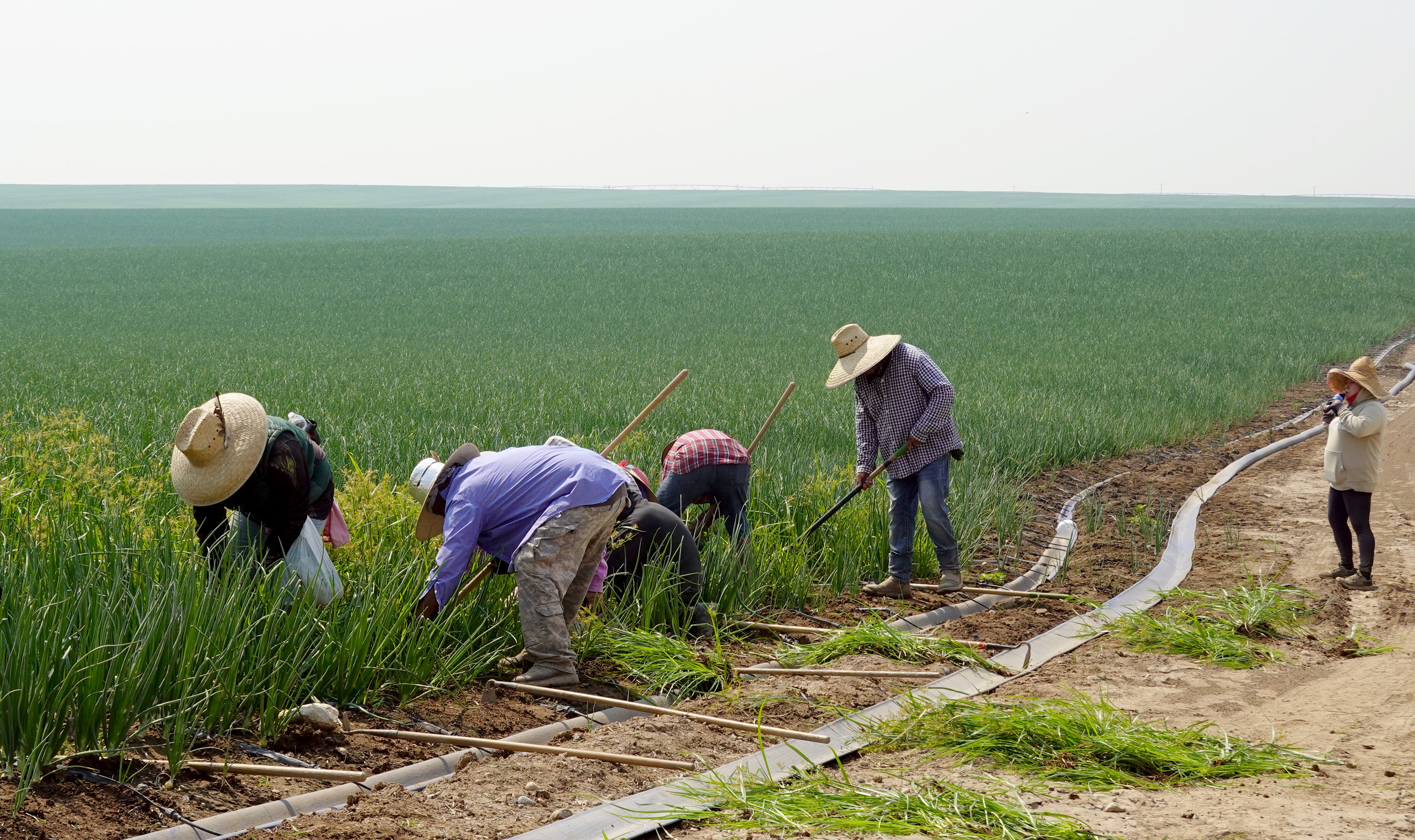 OPB’s First Look: Wildfire aid to farmworkers