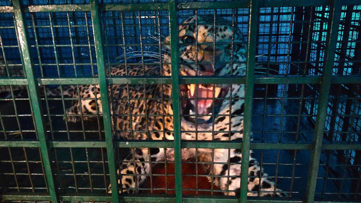 Leopard trapped in cage set up by Forest dept. in Kerala’s Palakkad