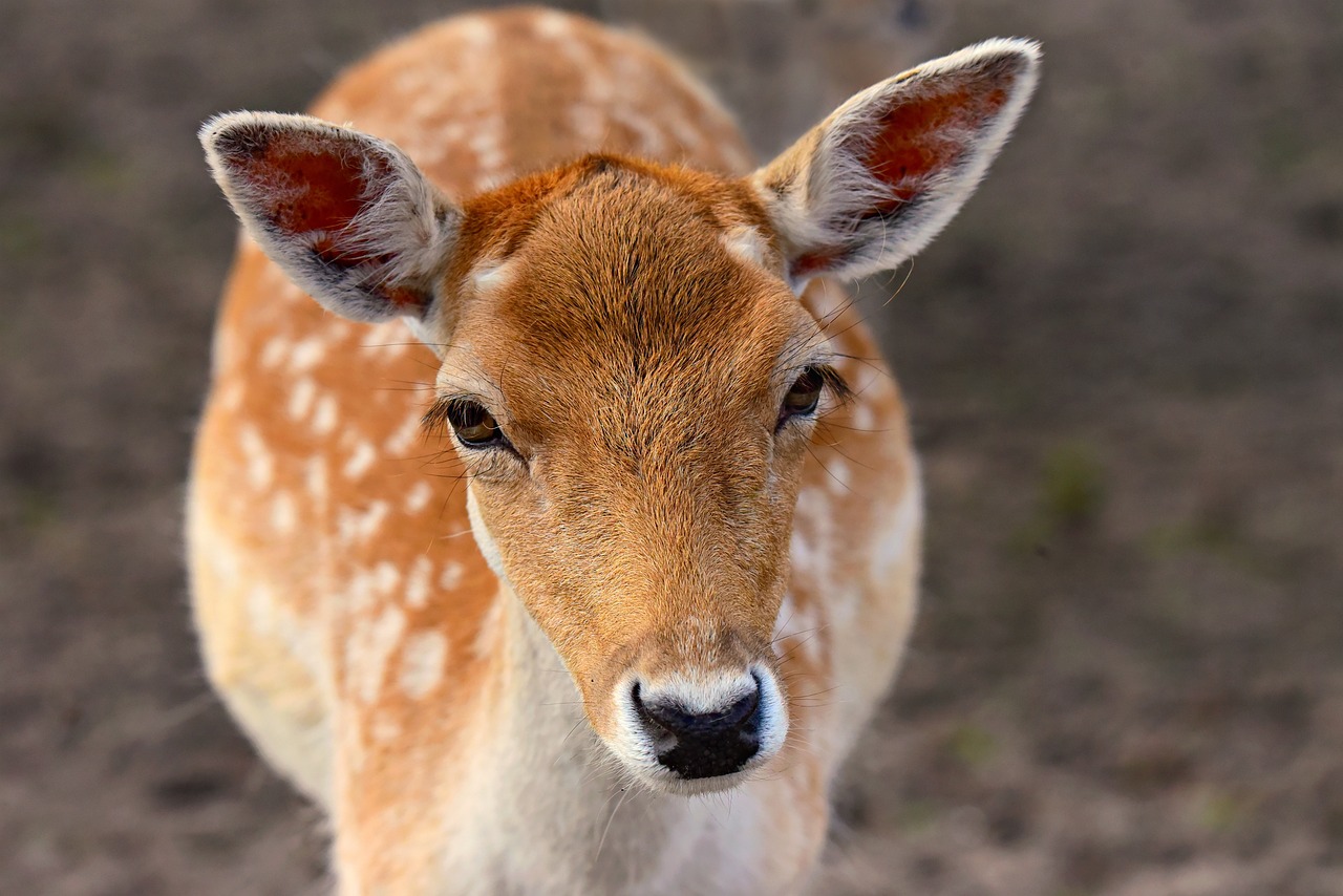 Michigan backyard deer feeding legalized for recreational viewing, preventing starvation