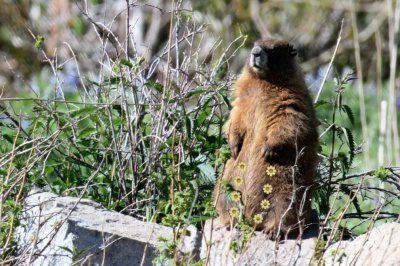 Marmot researchers raising funds with 'OnlyMarms' page on OnlyFans