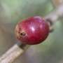 Small ants that evict coffee pests may gain reproductive boost while protecting crops