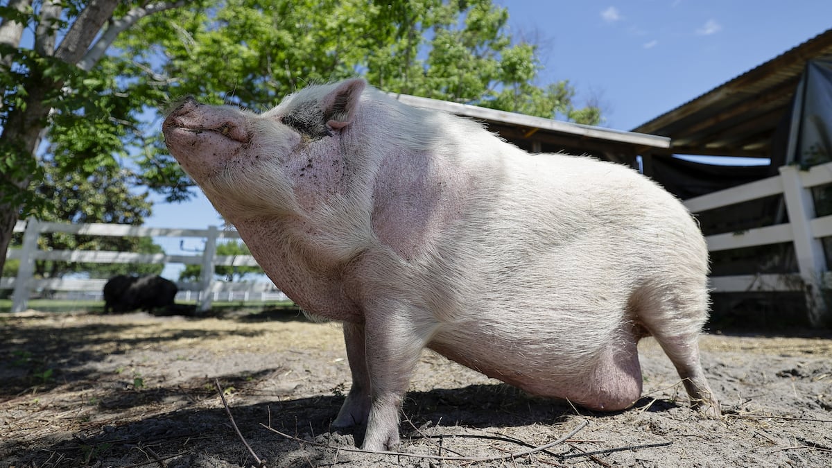 If SPCA Tampa Bay is sanctioned in Waddles case, could the shelter stay open?