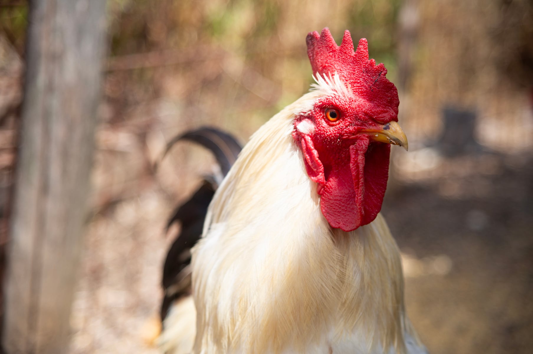 Pa. man accused of killing neighbor’s rooster because it kept waking him up