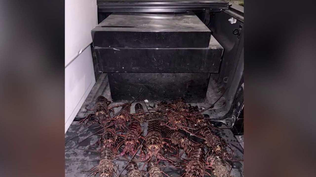 5 cited for out-of-season lobster poaching along Palos Verdes coast