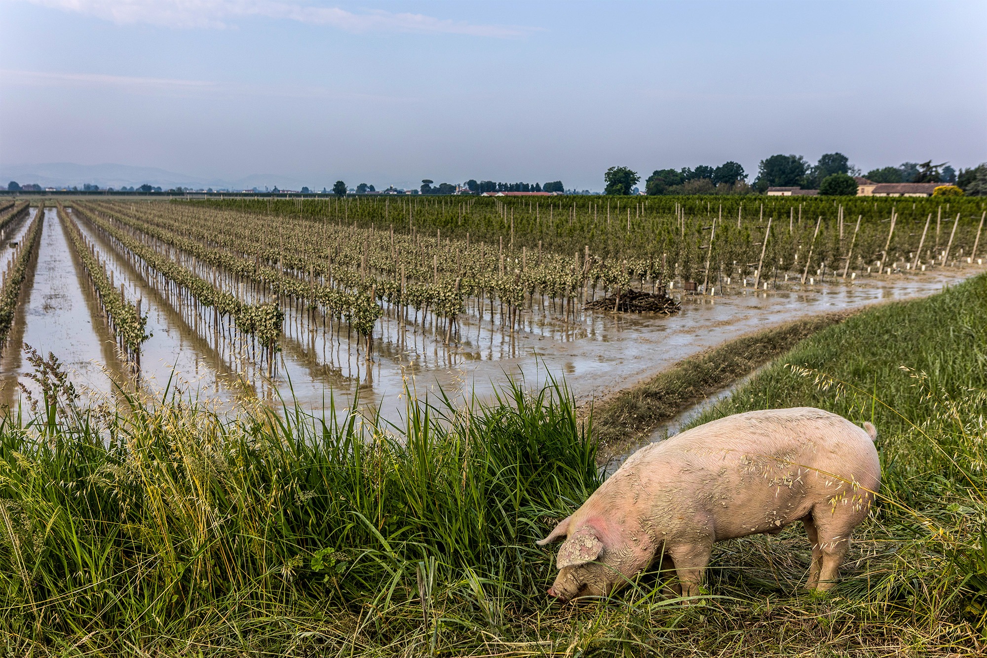 Life after the floods Part 2: Grapes of wrath — Cape farmers face a long post-flood road to recovery