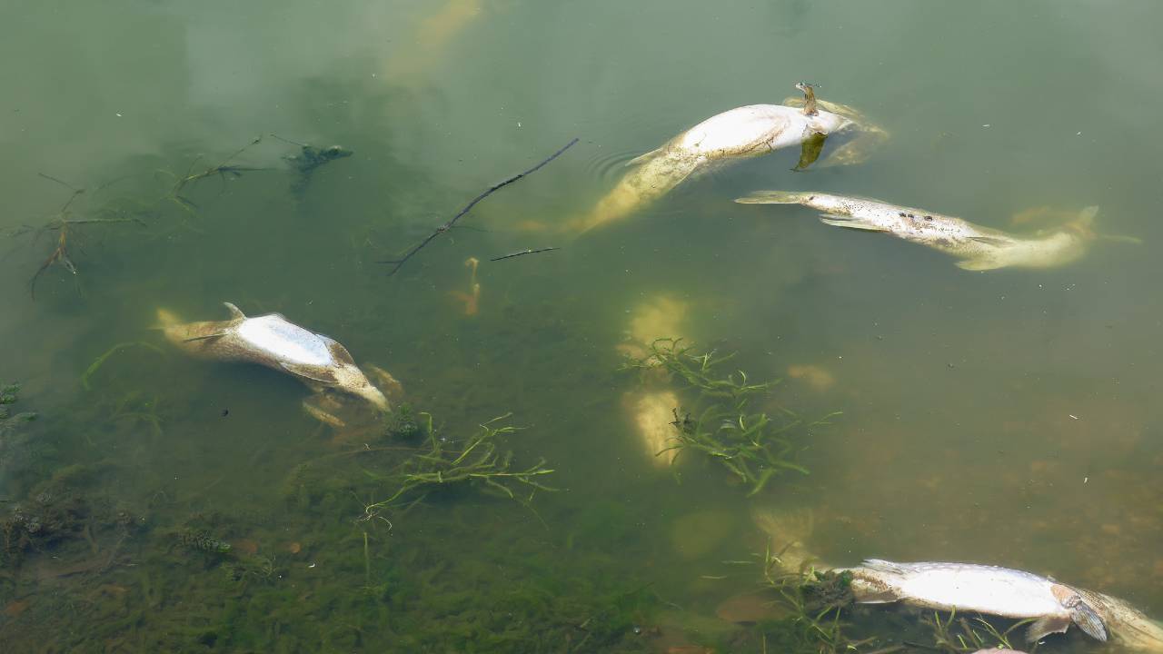 Minnesota fish dying amid heat wave, DNR says