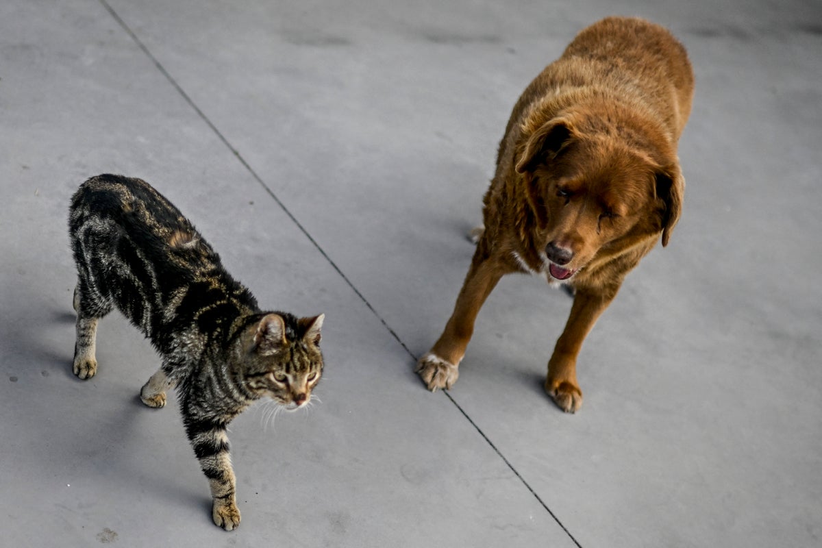 Alabama animal shelter sues to stop massive data center that risks health of thousands of pets