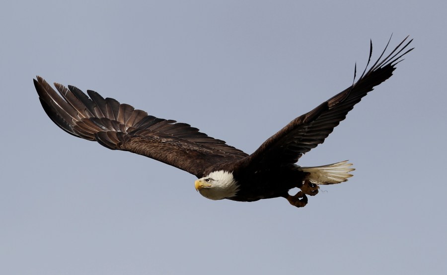 Jackie's caretakers debunk decades-old bald eagle myth