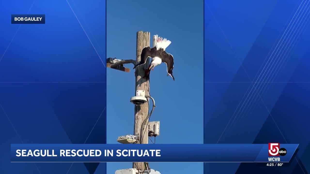 Scituate lobstermen, firemen and a photographer step up to rescue seagull
