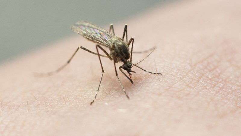 Mosquito bite results in confirmed case of dengue fever in Hillsborough County