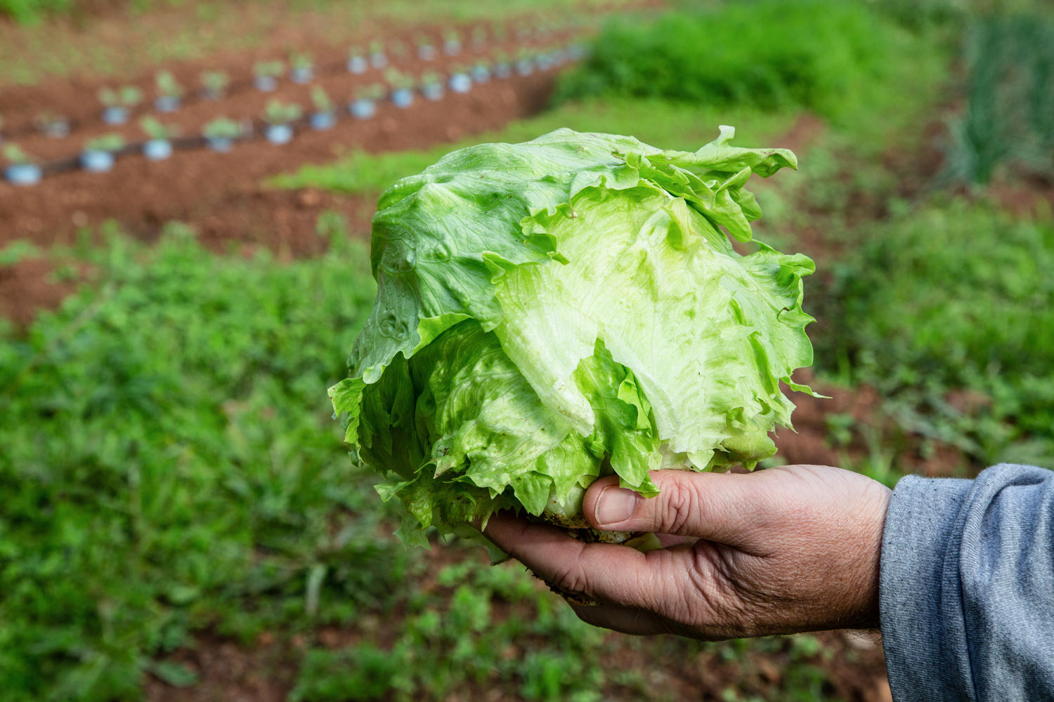 Has cyclospora outbreak peaked? There are promising signs in Michigan after lettuce recall.