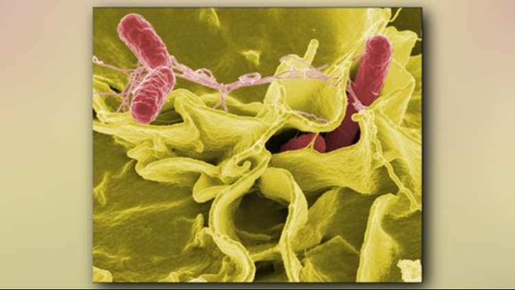 Salmonella cases are surging in Colorado, health officials say