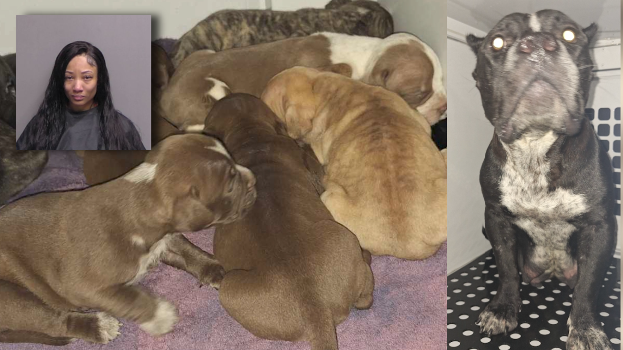 Florida woman arrested after trapping 8 puppies and nursing dog in overheated garage: Deputies