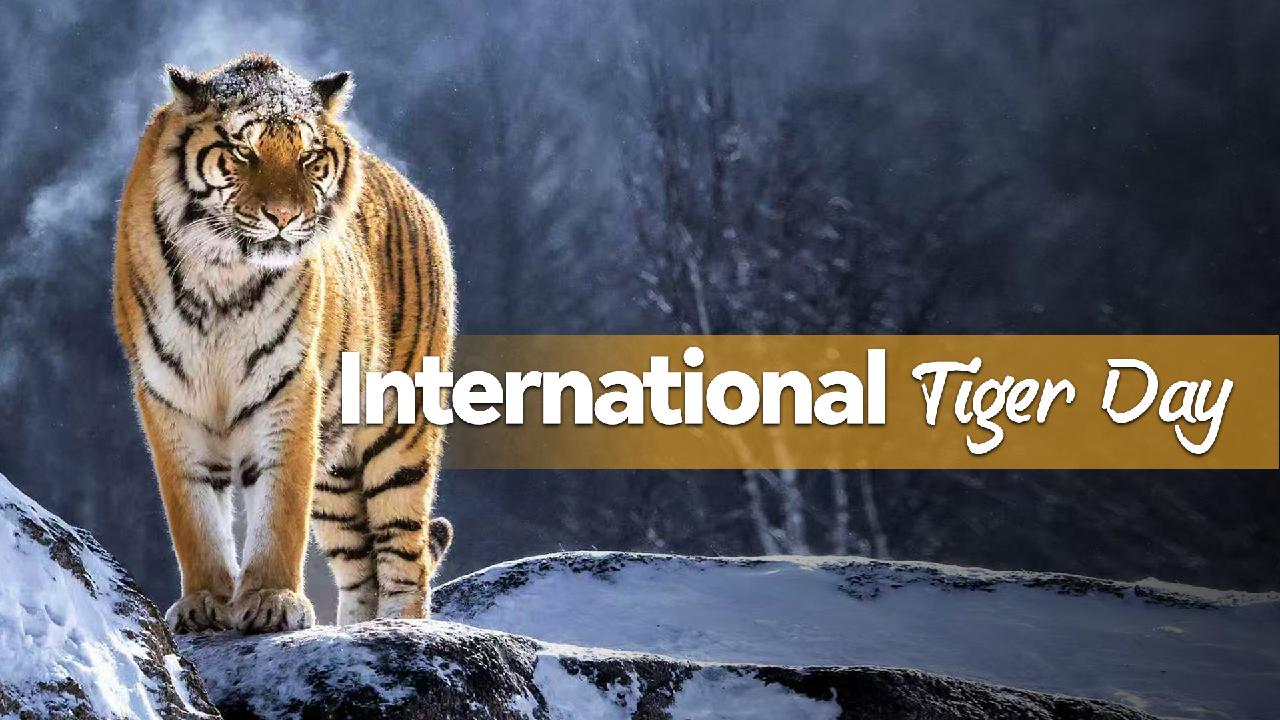 Saving tigers means saving ecosystems