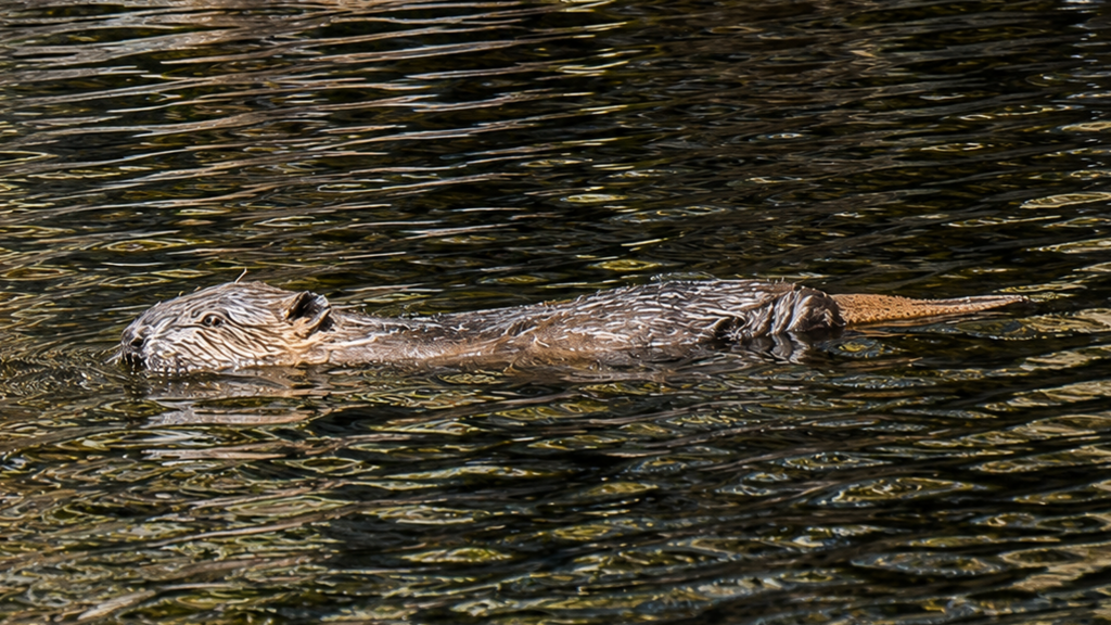 Highland glen sees first wild-born beavers in 400 years