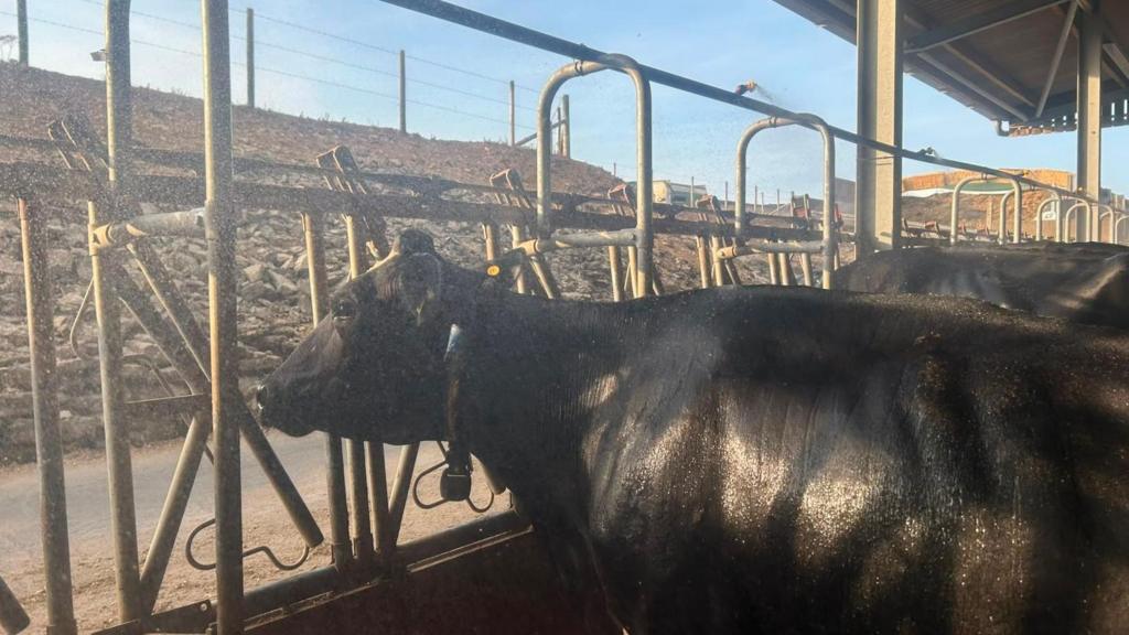 Cow showers and fans help farmers keep cattle cool