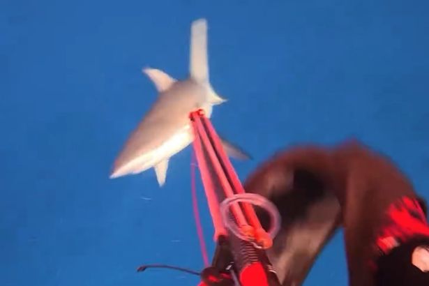 GoPro captures terrifying moment shark attacks influencer - 'wrong place, wrong time'