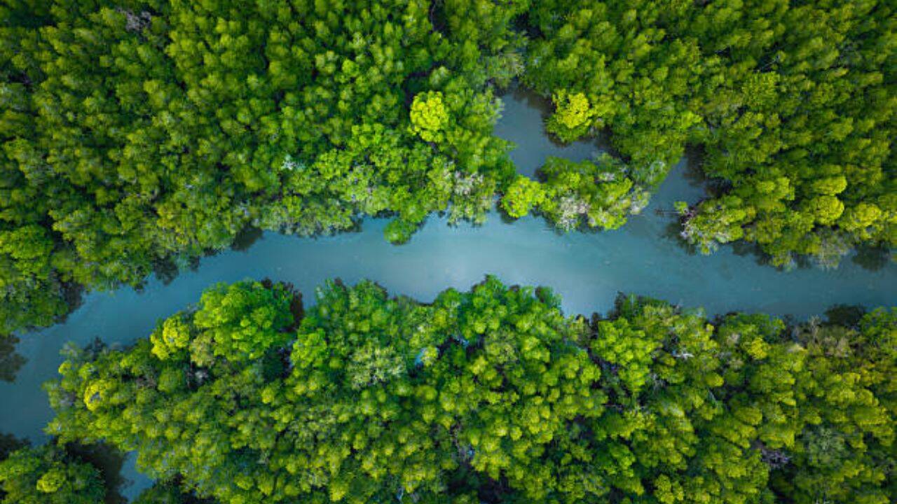 China restores 22,500 hectares of mangroves after losing over half
