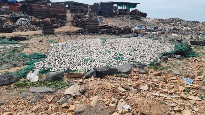 FDA cracks down on unsafe fish processing in joint operation at Tema Newtown