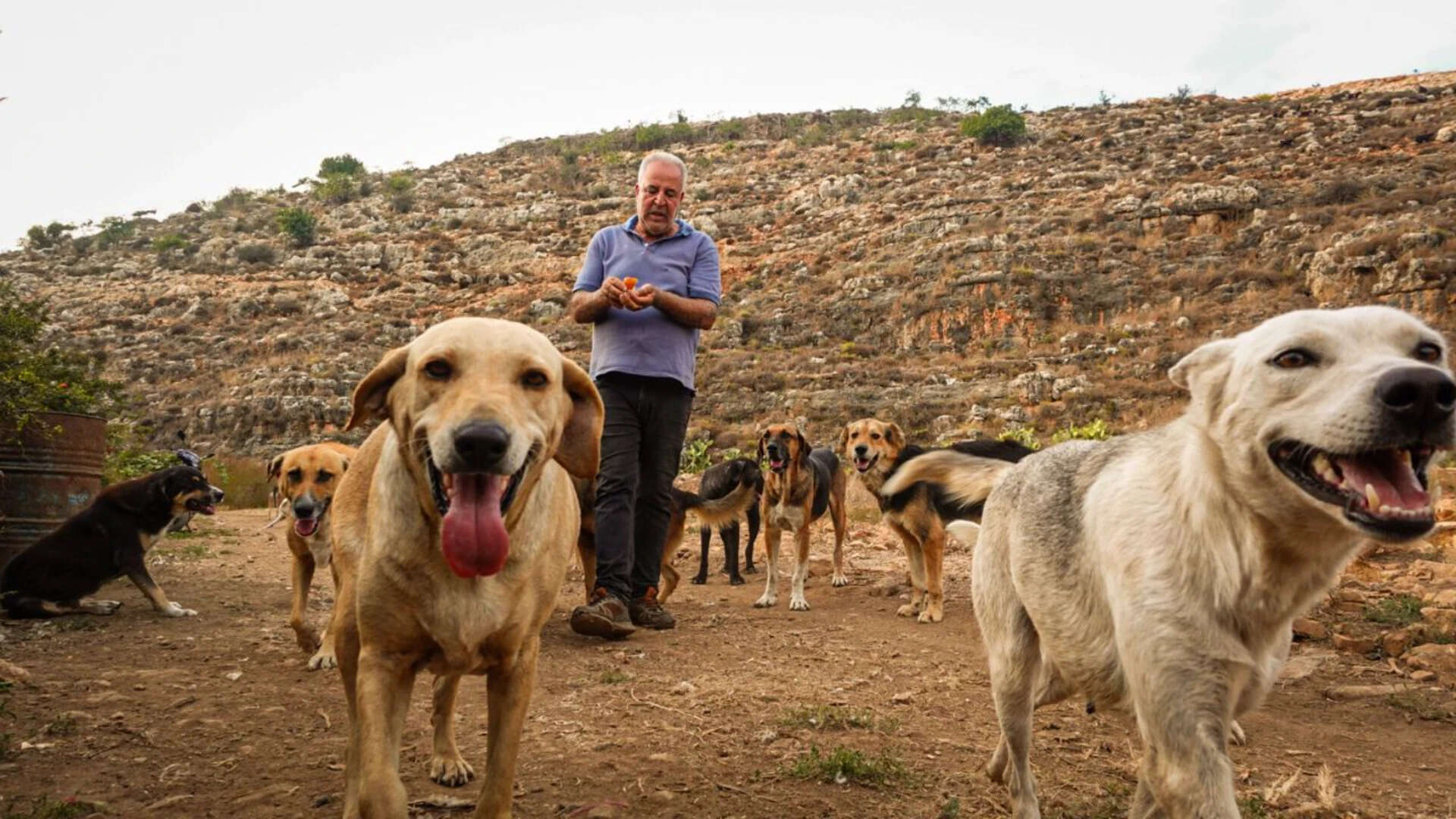 Dog saved him from bomb; now he saves Lebanon’s abandoned animals