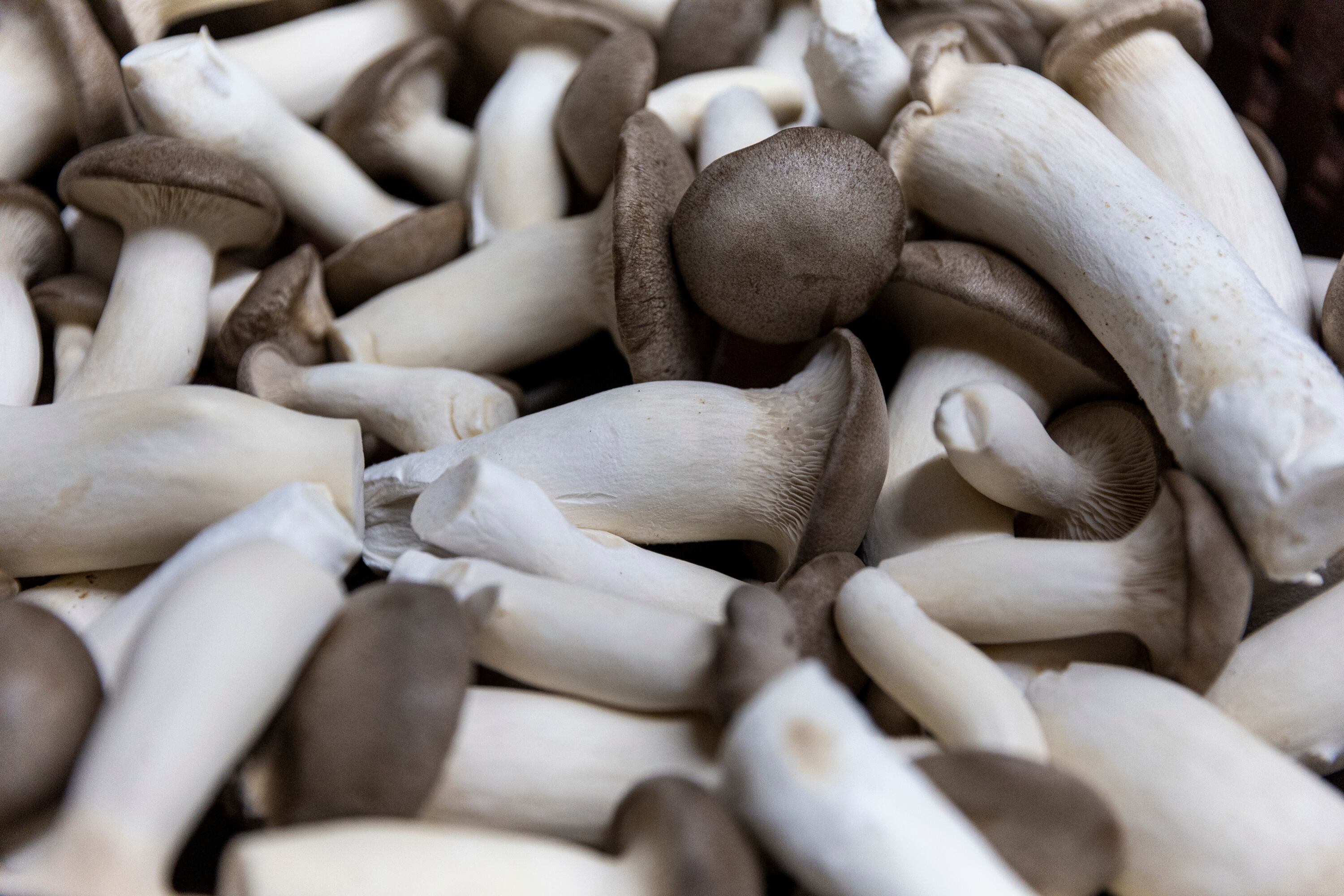 Pa. mushroom growers are divided over cheap, grocery-store fungi